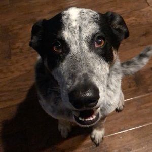 Meet your Posher, Brady